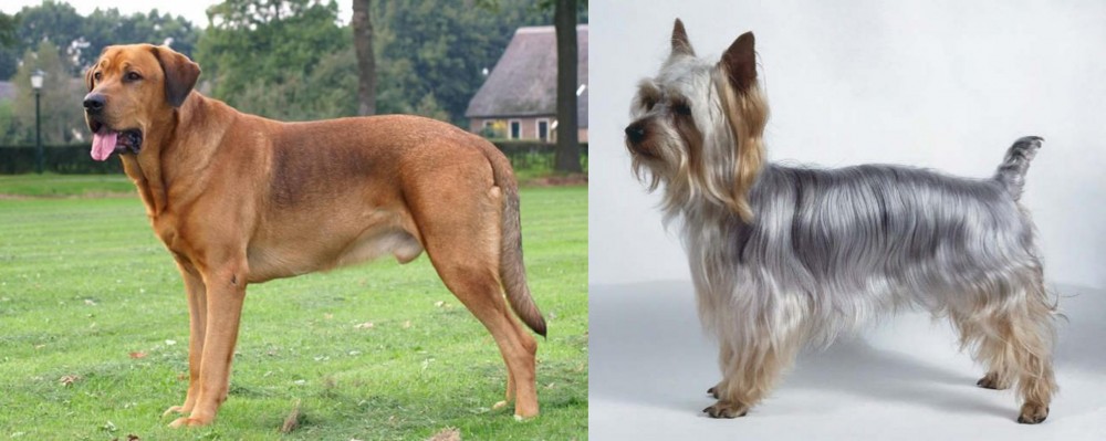 Silky Terrier vs Broholmer - Breed Comparison