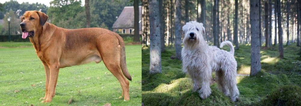 Soft-Coated Wheaten Terrier vs Broholmer - Breed Comparison
