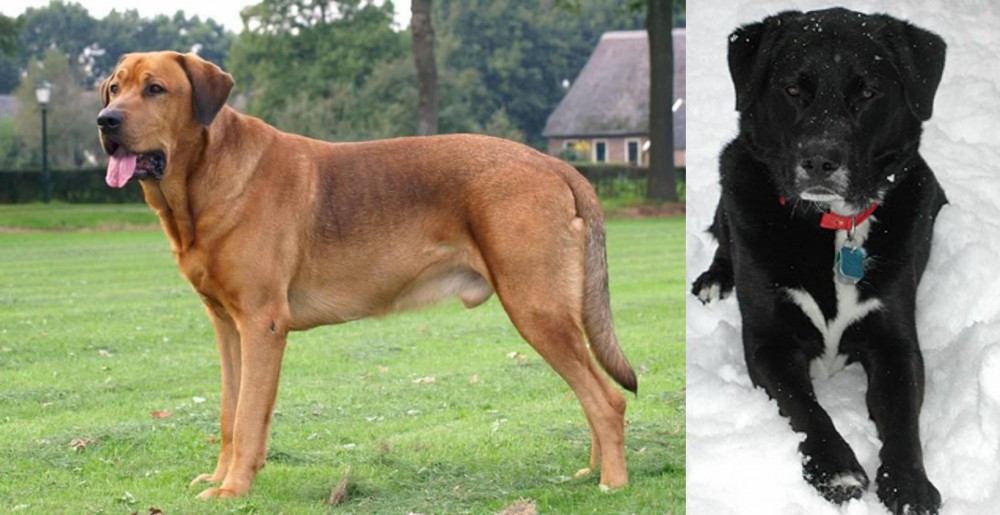 St. John's Water Dog vs Broholmer - Breed Comparison
