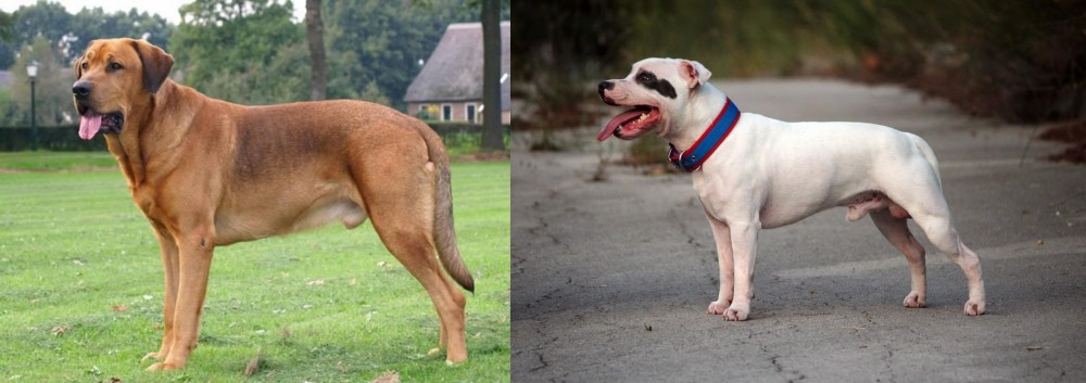 Staffordshire Bull Terrier vs Broholmer - Breed Comparison