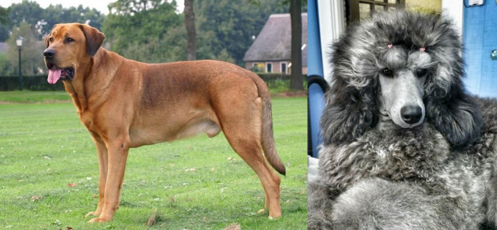 Standard Poodle vs Broholmer - Breed Comparison