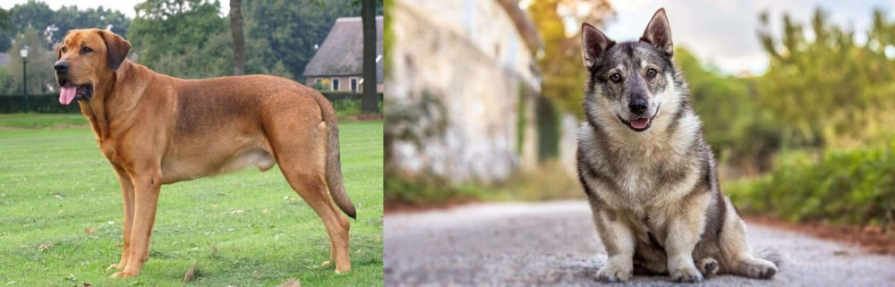 Swedish Vallhund vs Broholmer - Breed Comparison