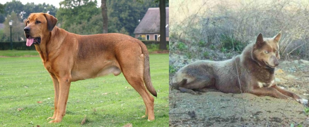 Tahltan Bear Dog vs Broholmer - Breed Comparison