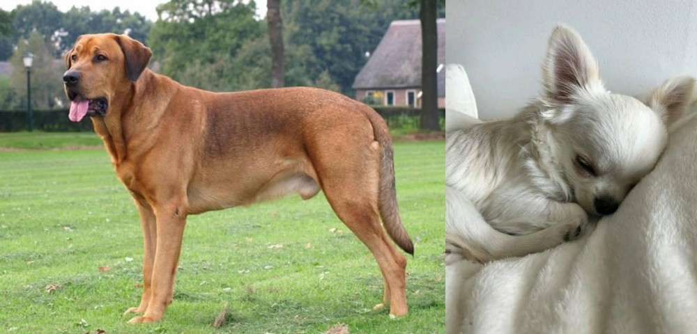 Tea Cup Chihuahua vs Broholmer - Breed Comparison