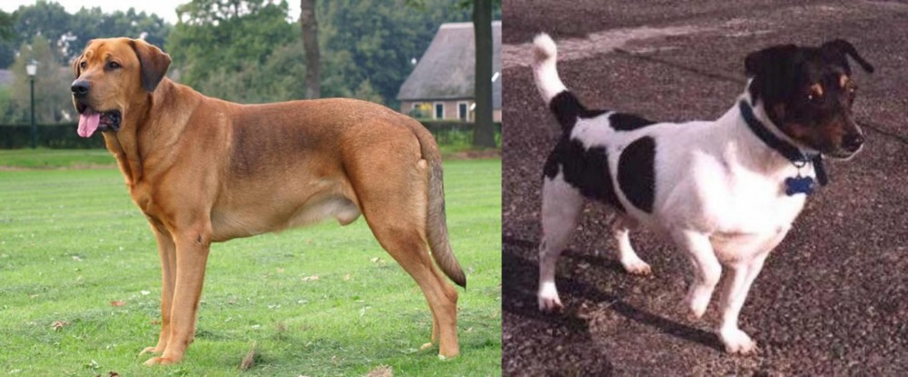 Teddy Roosevelt Terrier vs Broholmer - Breed Comparison
