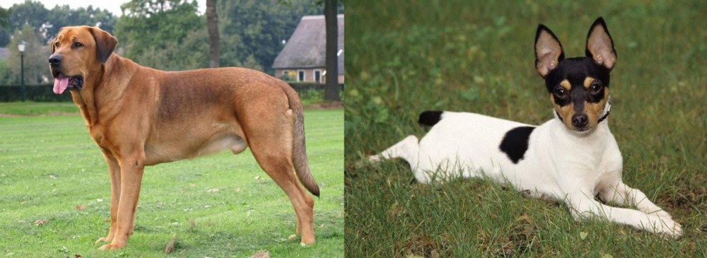 Toy Fox Terrier vs Broholmer - Breed Comparison