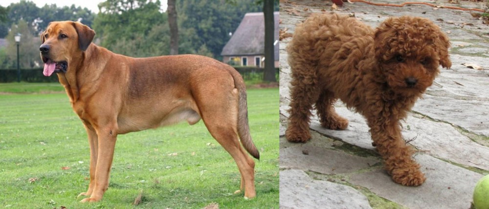 Toy Poodle vs Broholmer - Breed Comparison