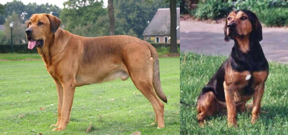 Tyrolean Hound vs Broholmer - Breed Comparison