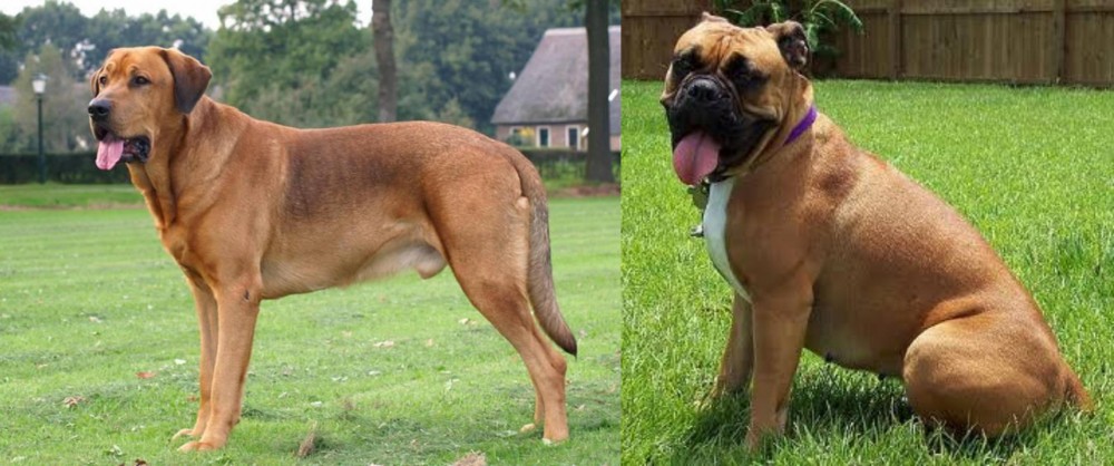 Valley Bulldog vs Broholmer - Breed Comparison
