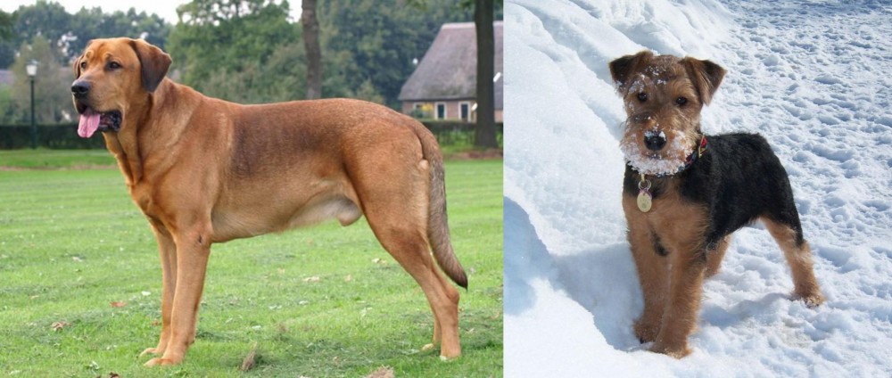 Welsh Terrier vs Broholmer - Breed Comparison