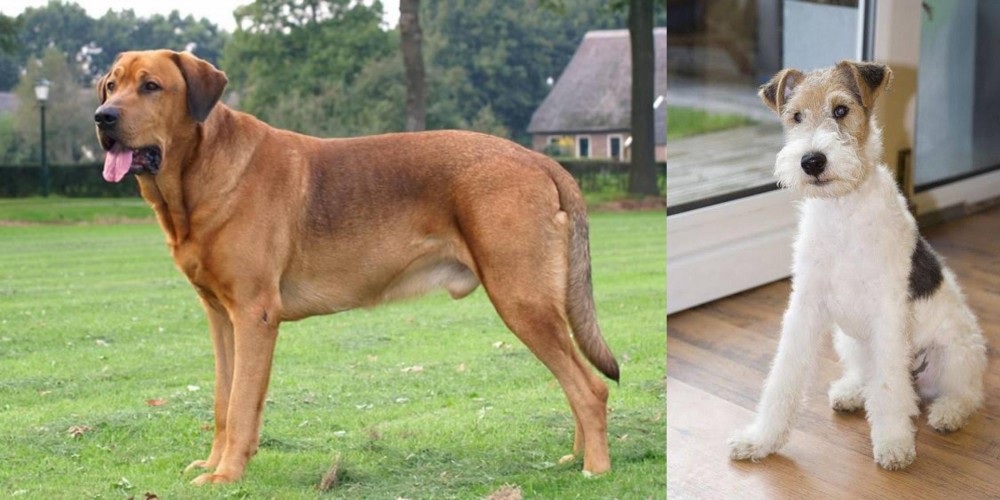 Wire Fox Terrier vs Broholmer - Breed Comparison