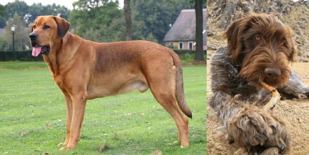 Wirehaired Pointing Griffon vs Broholmer - Breed Comparison
