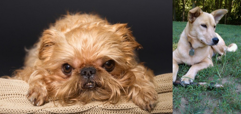 Carolina Dog vs Brug - Breed Comparison