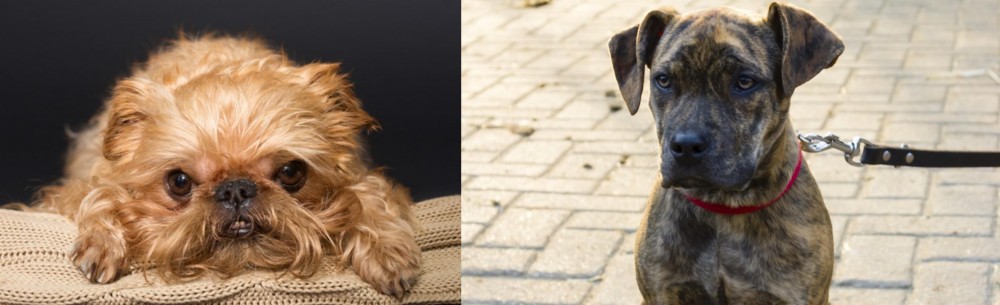 Catahoula Bulldog vs Brug - Breed Comparison