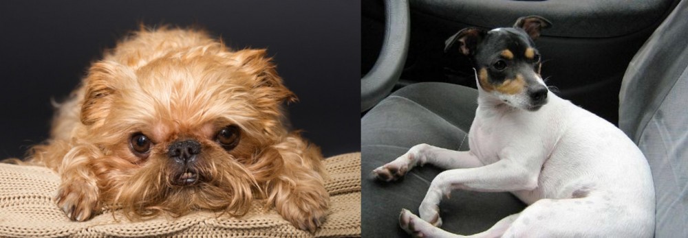 Chilean Fox Terrier vs Brug - Breed Comparison