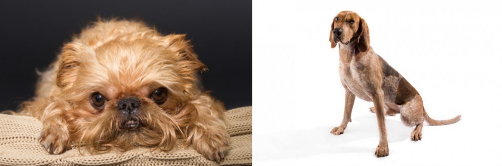 Coonhound vs Brug - Breed Comparison