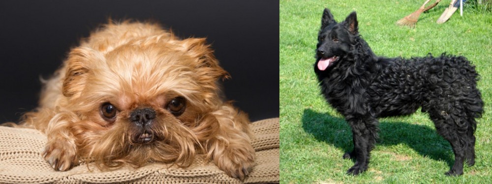 Croatian Sheepdog vs Brug - Breed Comparison