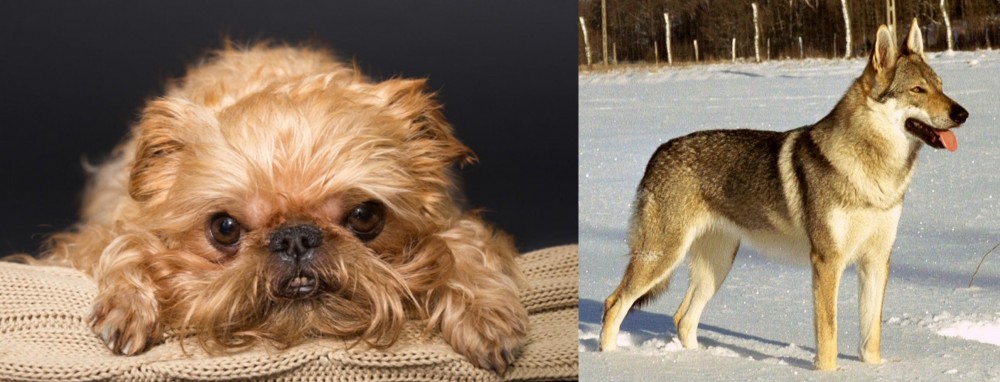 Czechoslovakian Wolfdog vs Brug - Breed Comparison