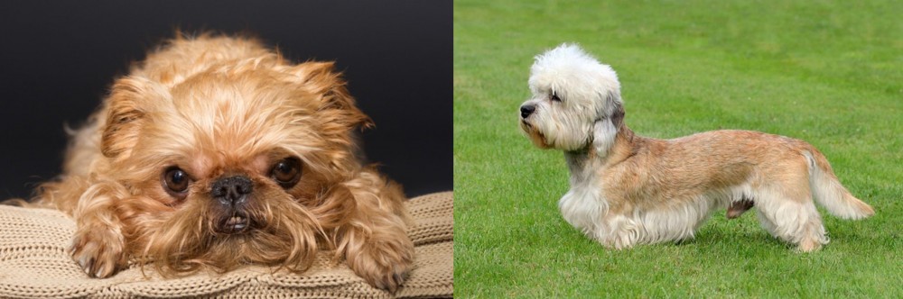 Dandie Dinmont Terrier vs Brug - Breed Comparison