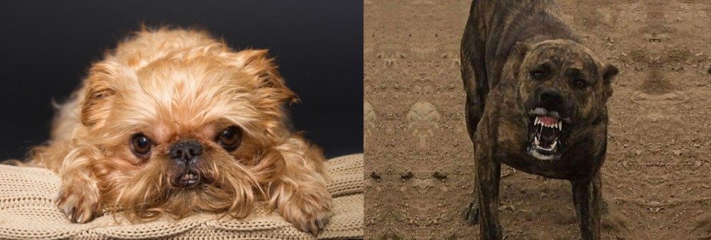 Dogo Sardesco vs Brug - Breed Comparison