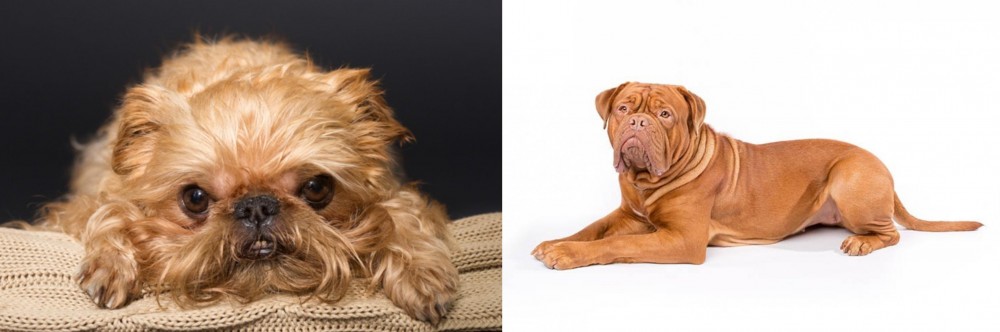 Dogue De Bordeaux vs Brug - Breed Comparison