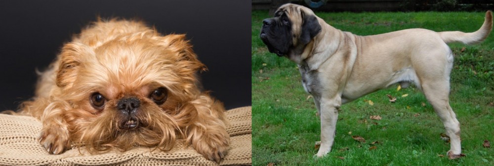 English Mastiff vs Brug - Breed Comparison