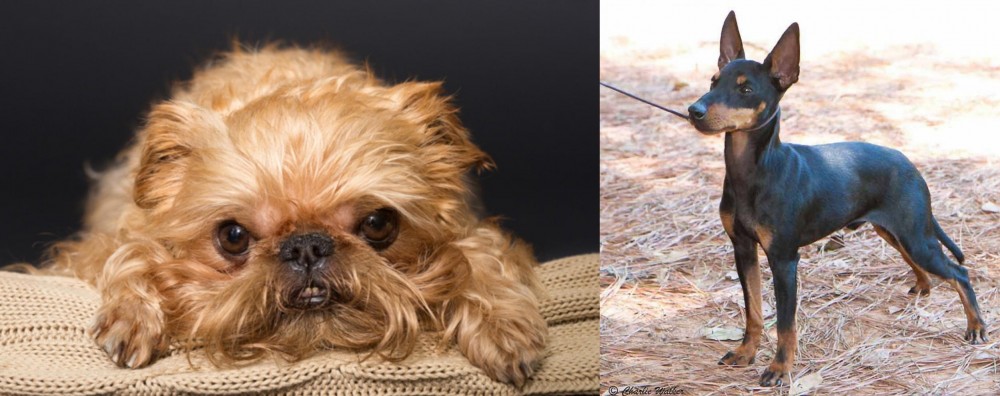 English Toy Terrier (Black & Tan) vs Brug - Breed Comparison