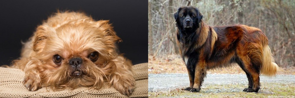 Estrela Mountain Dog vs Brug - Breed Comparison