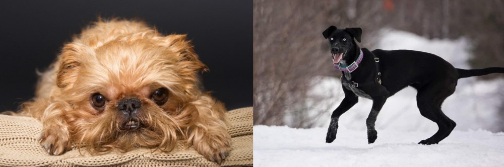 Eurohound vs Brug - Breed Comparison