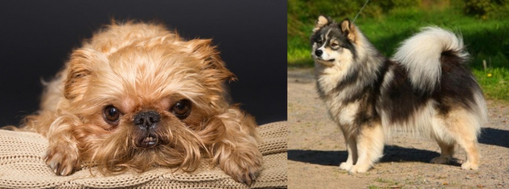Finnish Lapphund vs Brug - Breed Comparison