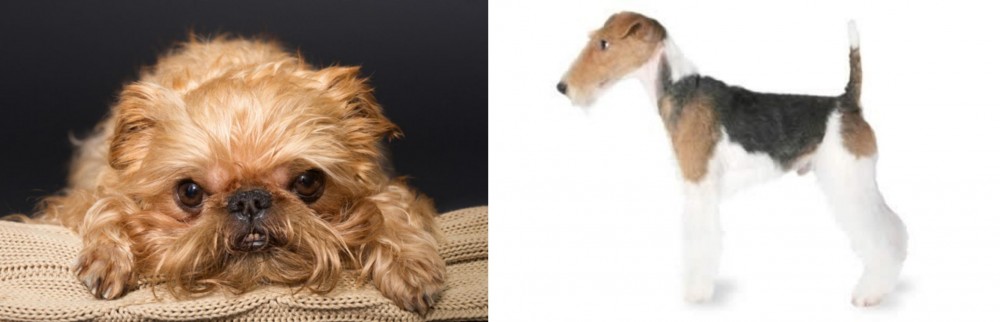 Fox Terrier vs Brug - Breed Comparison