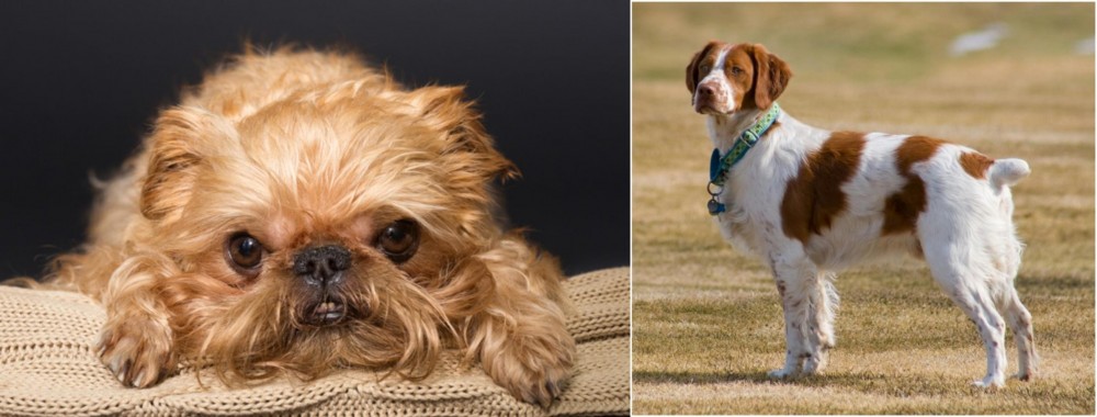 French Brittany vs Brug - Breed Comparison