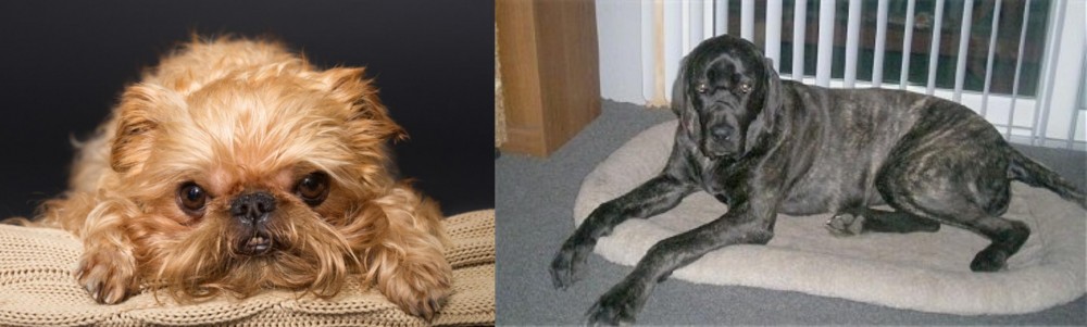 Giant Maso Mastiff vs Brug - Breed Comparison