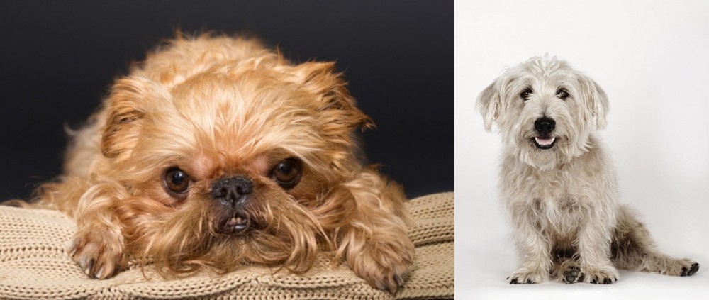 Glen of Imaal Terrier vs Brug - Breed Comparison