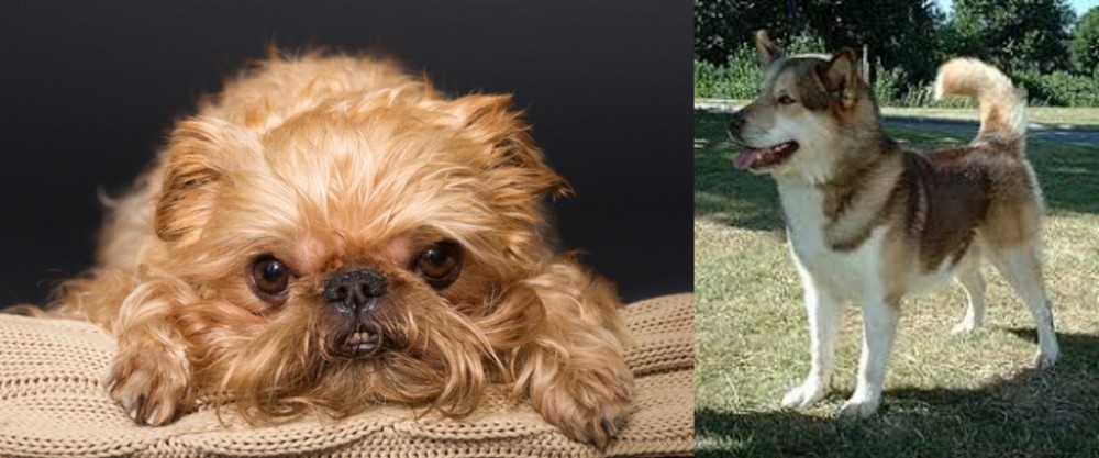 Greenland Dog vs Brug - Breed Comparison