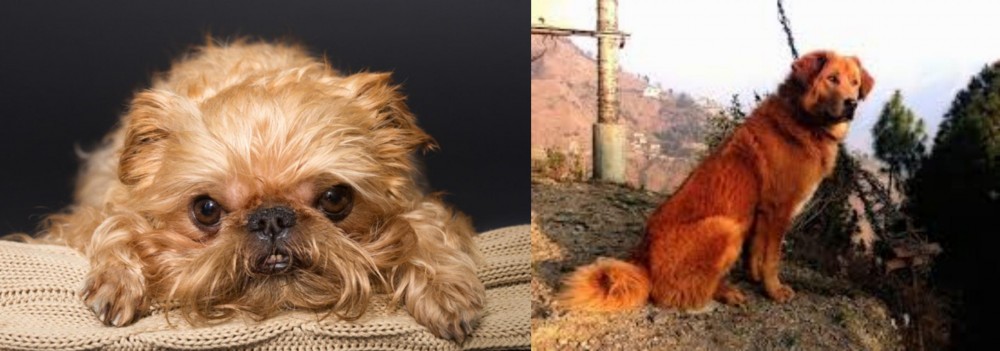 Himalayan Sheepdog vs Brug - Breed Comparison