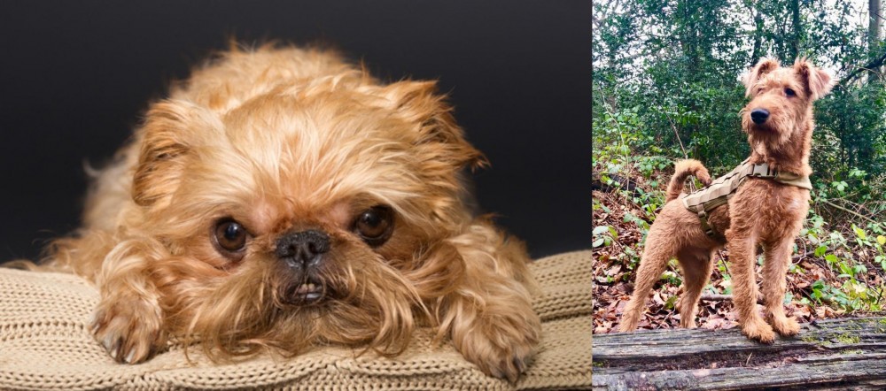Irish Terrier vs Brug - Breed Comparison