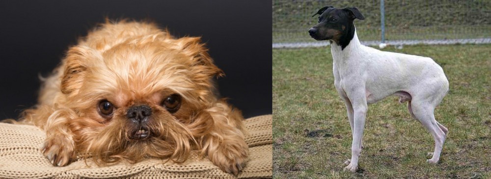 Japanese Terrier vs Brug - Breed Comparison