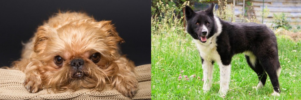 Karelian Bear Dog vs Brug - Breed Comparison
