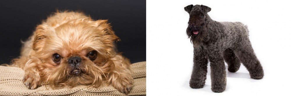 Kerry Blue Terrier vs Brug - Breed Comparison