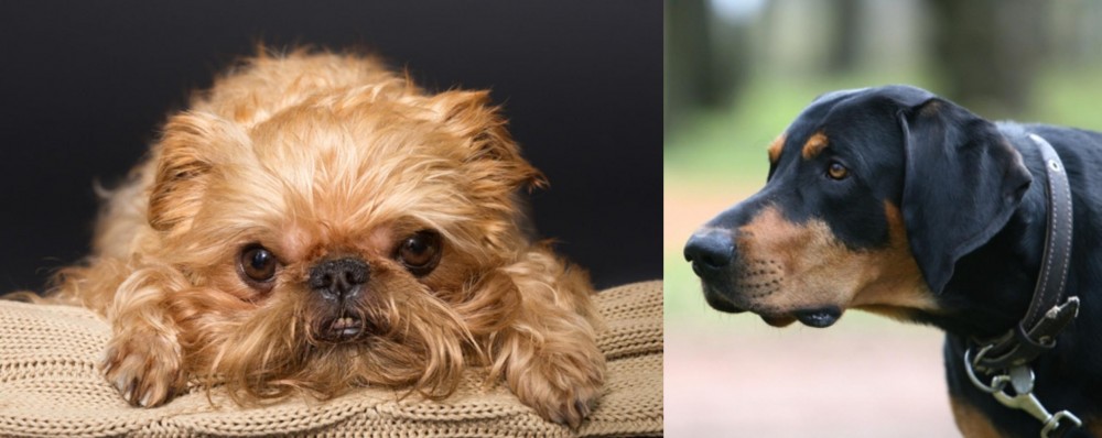 Lithuanian Hound vs Brug - Breed Comparison
