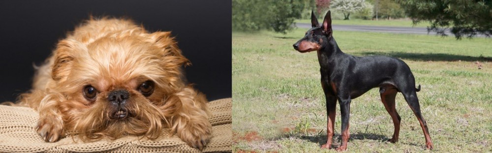 Manchester Terrier vs Brug - Breed Comparison