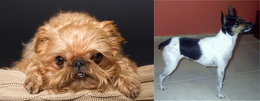 Miniature Fox Terrier vs Brug - Breed Comparison