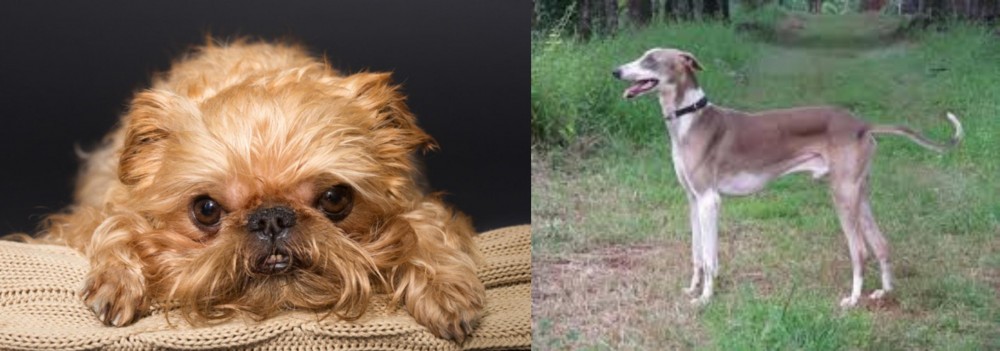 Mudhol Hound vs Brug - Breed Comparison