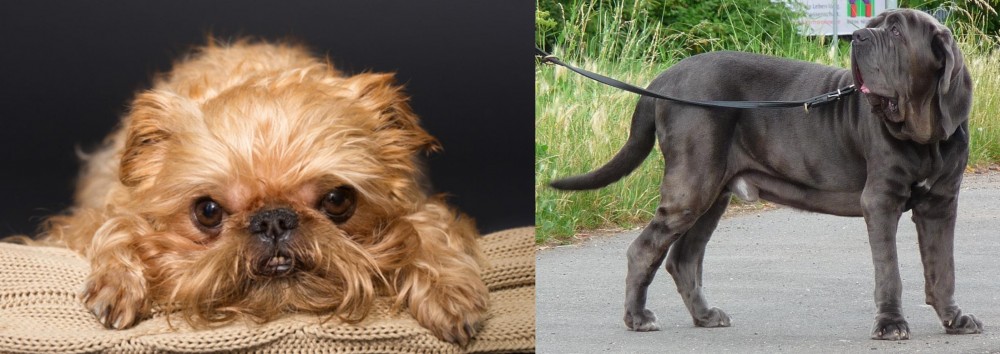 Neapolitan Mastiff vs Brug - Breed Comparison