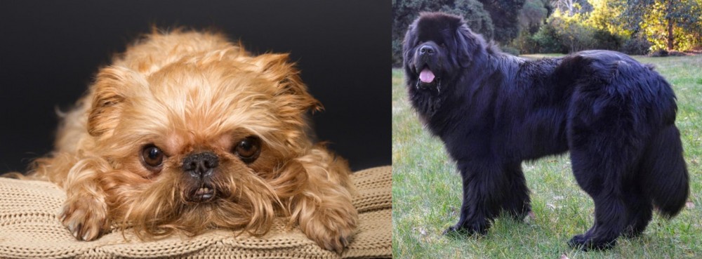 Newfoundland Dog vs Brug - Breed Comparison
