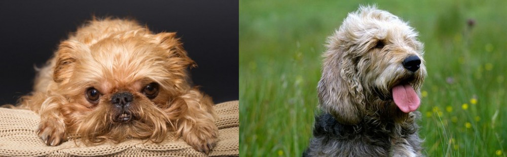 Otterhound vs Brug - Breed Comparison
