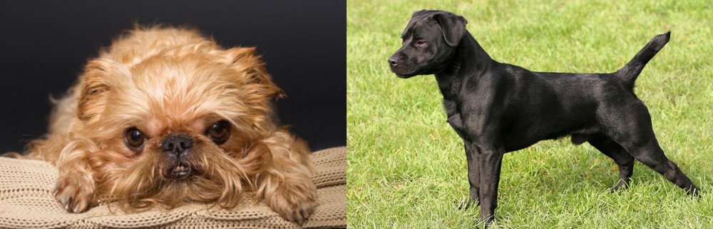 Patterdale Terrier vs Brug - Breed Comparison