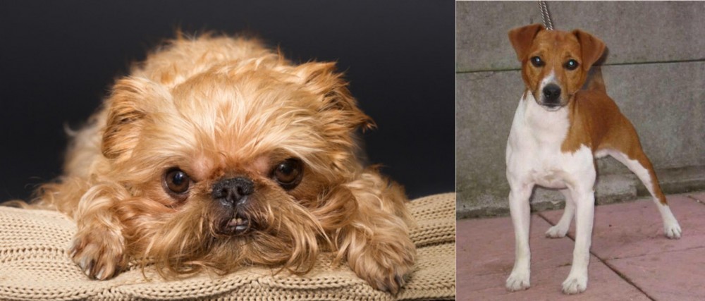 Plummer Terrier vs Brug - Breed Comparison