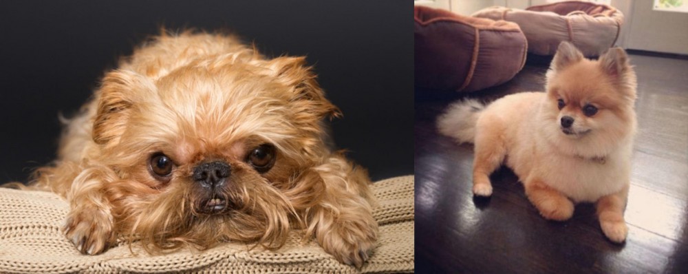Pomeranian vs Brug - Breed Comparison